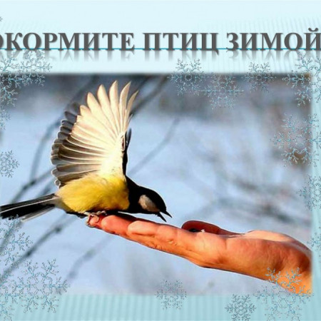 Акция "Покормите птиц зимой"